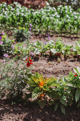 flowers in the garden