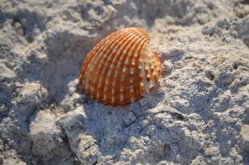 
red striped shell resting on a white rock