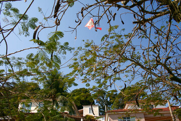tree blue sky kite leafs