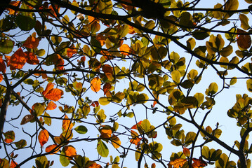 tree blue sky golden autmn leafs