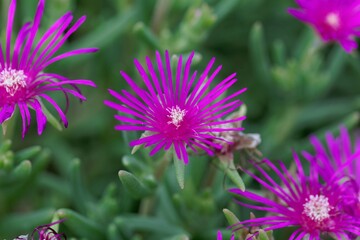 Obraz premium Trailing iceplant, Delosperma cooperi