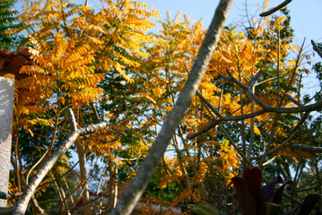 golden leafs blue sky autumn