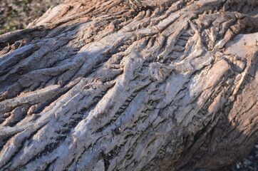 
characteristic marks and streaks of the bark of a tree