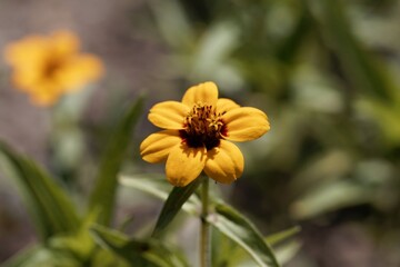 Flower of the Zinnia Zinnia haageana