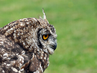 Portrait of an Owl