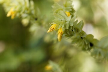 The honeywort Cerinthe minor.
