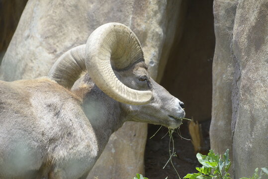 Goat, ram, cabra, carnero