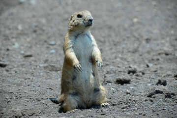 Perritos de las praderas, Cynomys, Prairie dogs