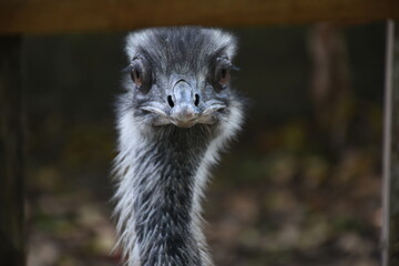 ostrich inside nursery looking at camera