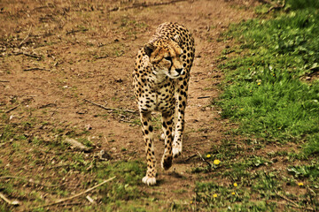 cheetah in the grass