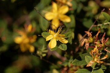 The St. Johns wort Hypericum xylosteifolium