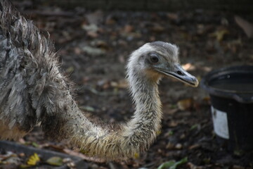 ostrich inside nursery looking at camera