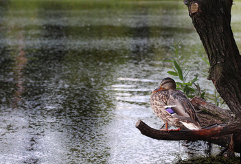 Duck on a pond in the Park. Duck in nature. A cute duck is sitting on a tree branch on the Bank near the water