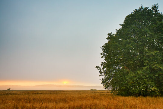 Misty autumn sunrise. Overcast rainy dawn. og over meadow and oakery