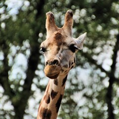 close up of a giraffe