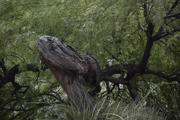 Monsoon Twisted Bent Tree