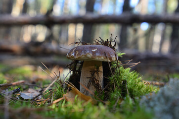 White mushroom growing through the moss, mushrooming in Russia