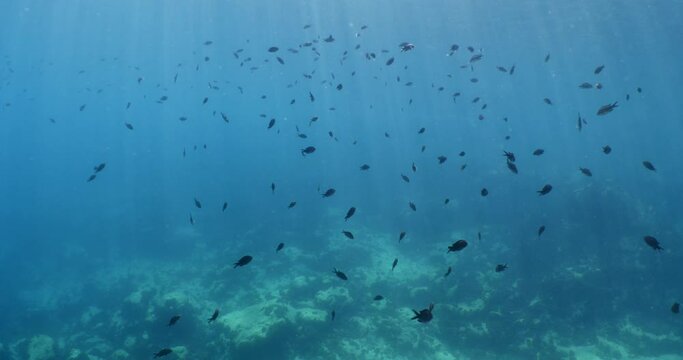 underwater scenery blue water damsel fish school ocean scenery mediterranean