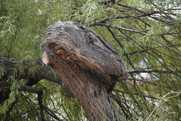 Monsoon Bent Tree