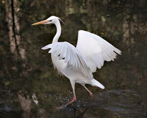 White Heron stock photo.  White Heron bird close-up profile view spread wings with blurred water background.