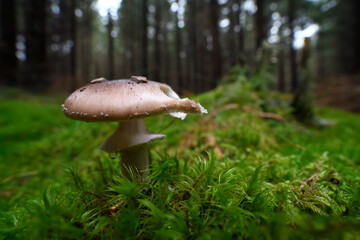 Mushroom macro landscape in moss autumn forest
