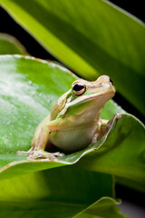 Tree frog shadow