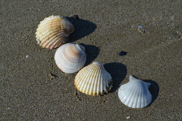 Fototapeta na wymiar four white shells resting on the gray sand of the beach