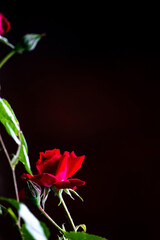 Beautiful red roses with green leaves on a black background