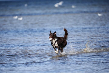 Dog runs with a ball in the water, copy space