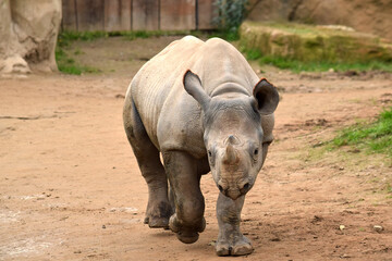 rhino in a zoo