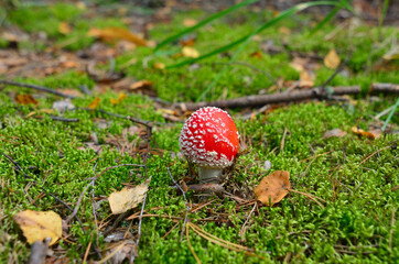 Amanita muscaria growing up through the moss