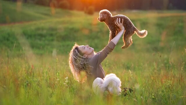 girl and two dog on a field at sunset. Cute woman with curly hair and poodles