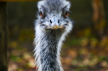 birds and plants in the middle of a traco&aacute; nursery in the city of S&atilde;o Lu&iacute;s