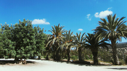 Obraz na płótnie Canvas palm trees in the desert