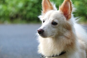 cute white dog  white loyal pet dog isolated white pet dog photo