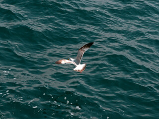 Flying seagull on azure water background