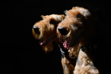 Couple of Airedale Terrier dogs in a dark room, illuminated by rays of sunlight