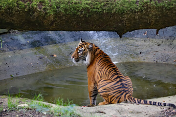 Superbe tigre de Sumatra au bord de l'eau