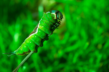 Nature, a live green caterpillar crawling along a branch.