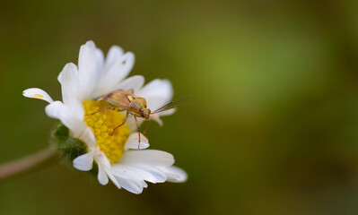 Gemeine Zierwanze auf Gänseblümchen