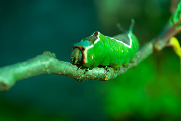 Nature, a live green caterpillar crawling along a branch.