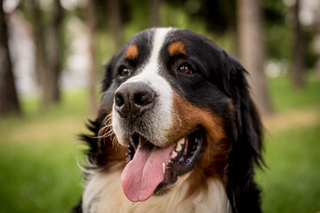Portrait of cute Berner Sennenhund dog at the park.