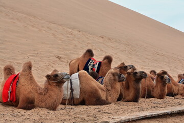 Fototapeta premium Bactrian camels group-tourist rides around Badain E.Lake-Badain Jaran Desert-Inner Mongolia-China-1034