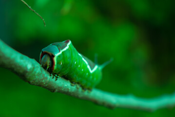 Nature, a live green caterpillar crawling along a branch.