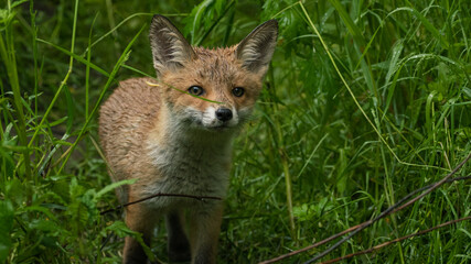 little cute fox in grass