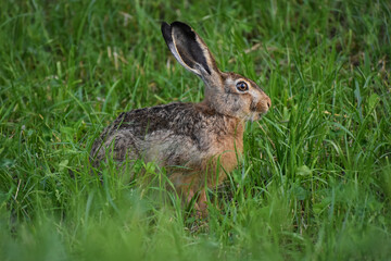 Naklejka na ściany i meble cute hare sit on grass