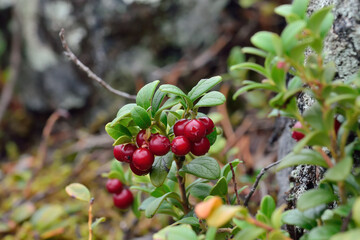 Ripe red berries of a cowberry close up