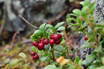 Ripe red berries of a cowberry close up