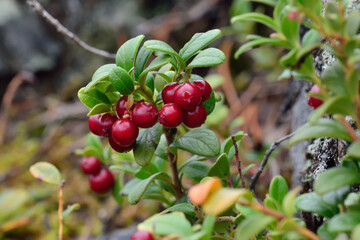 Ripe red berries of a cowberry close up