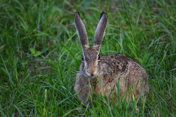 cute hare with big ears